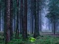 Гра Містичний захід сонця в лісі  онлайн