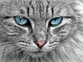 Гра Головоломка котячого ока  онлайн