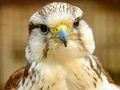 Гра Лобзик Gyrfalcon  онлайн