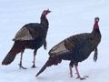 Гра Головоломка Wild Turkey  онлайн