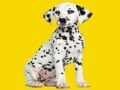Гра Головоломка Phantom Pups  онлайн