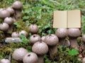 Гра Лікопердон грибну землю втечі онлайн