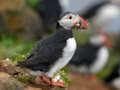 Гра Puffin Bird Jigsaw онлайн