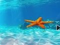 Гра Втеча від підводної морської зірки  онлайн