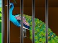 Гра Звільни красуню в клітці  онлайн