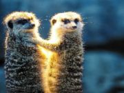 Гра Meerkat пара джигсава  онлайн