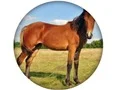 Animal Quiz — безкоштовна онлайн гра