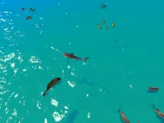 Hungry Shark Hunt — безкоштовна онлайн гра