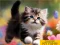Puzzle Sliding Kittens — безкоштовна онлайн гра