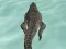 Crocodile Simulator Beach Hunt — безкоштовна онлайн гра