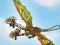 Dragons: Drachenrennen — безкоштовна онлайн гра