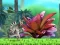 King Julien: Schnapp' die Krone — безкоштовна онлайн гра