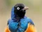 Animal Puzzle: Wildlife & Logic — безкоштовна онлайн гра