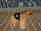 Crazy Dog Racing Fever — безкоштовна онлайн гра