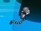 Jungle Jump — безкоштовна онлайн гра