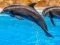 Sea Dolphin Jigsaw — безкоштовна онлайн гра