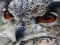Wild owl Jigsaw — безкоштовна онлайн гра