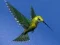 Hummingbird House Escape — безкоштовна онлайн гра