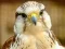 Gyrfalcon Jigsaw — безкоштовна онлайн гра