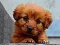 Puppy Puzzle — безкоштовна онлайн гра