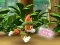 Paw Patrol: Tracker's Jungle Rescue — безкоштовна онлайн гра