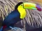 Toucan Bird Jigsaw — безкоштовна онлайн гра