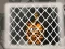 Tiger Escape 1 — безкоштовна онлайн гра
