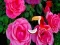 Precious Rose Escape — безкоштовна онлайн гра