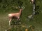 Sniper Hunting Deadly Animal — безкоштовна онлайн гра