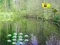 Sunlight Forest Adventure — безкоштовна онлайн гра