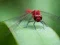 Dragon Fly Jigsaw — безкоштовна онлайн гра