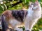 Rotate Puzzle - Cats and Dogs — безкоштовна онлайн гра
