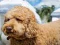 Labradoodle Jigsaw — безкоштовна онлайн гра