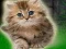 Couple Kitten Escape — безкоштовна онлайн гра