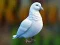 Realistic Pigeon Rescue — безкоштовна онлайн гра