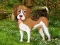 Flower Garden Dog Escape — безкоштовна онлайн гра