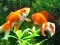 Blue Fish Escape — безкоштовна онлайн гра
