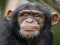 Chimpanzee Jigsaw — безкоштовна онлайн гра