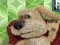 Talking Ben the Dog — безкоштовна онлайн гра