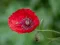 Poppy Nature Flower Jigsaw — безкоштовна онлайн гра