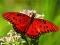 Nature Jigsaw Puzzle Butterfly — безкоштовна онлайн гра