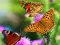 Butterfly Slide — безкоштовна онлайн гра