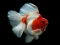 Gold Fish Jigsaw Puzzle — безкоштовна онлайн гра