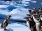 Penguins Slide — безкоштовна онлайн гра