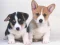 Cute Puppies Puzzle — безкоштовна онлайн гра