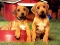 Puppy Pairs Puzzle — безкоштовна онлайн гра