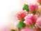 Pink Roses — безкоштовна онлайн гра