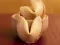Fortune Cookies — безкоштовна онлайн гра