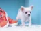 Lovely Puppy Puzzle — безкоштовна онлайн гра