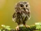 Animal Hidden Stars — безкоштовна онлайн гра